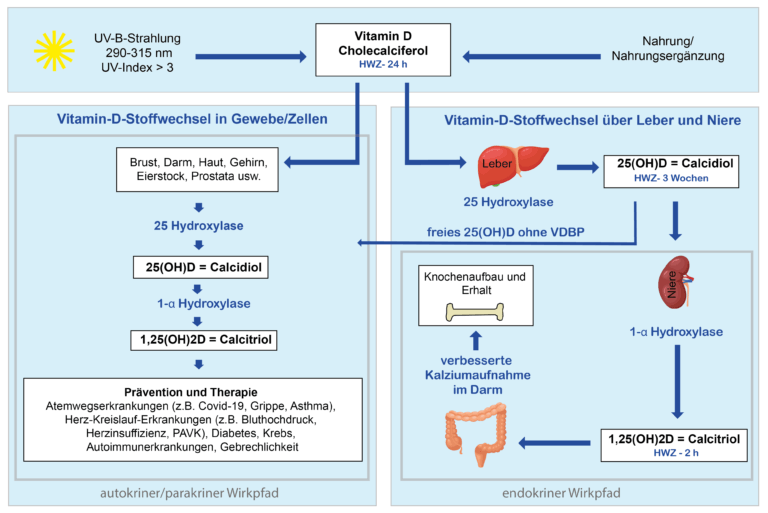 Vitamin D Stoffwechseldiagramm