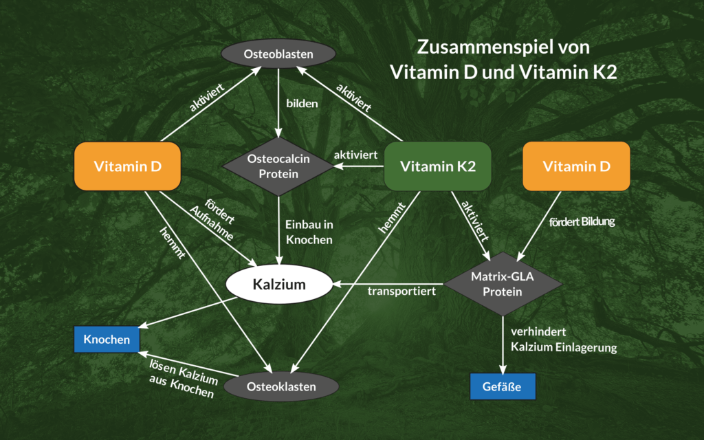 Zusammenspiel Vitamin D und K