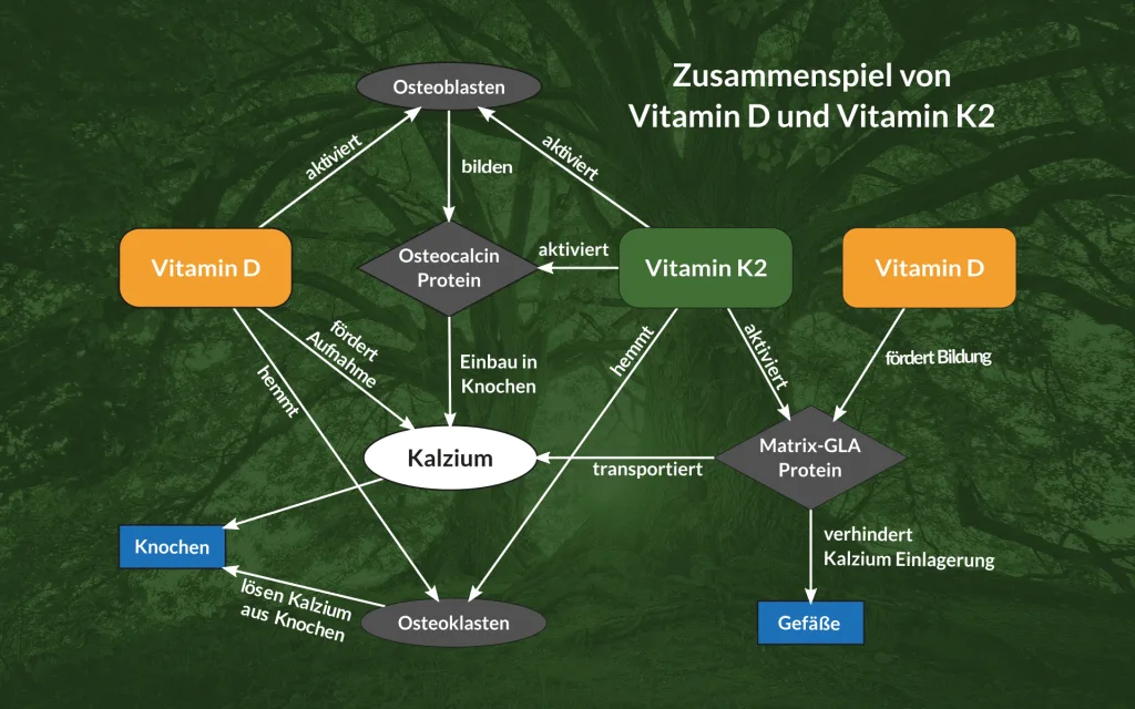 Zusammenspiel Vd Vk Neu