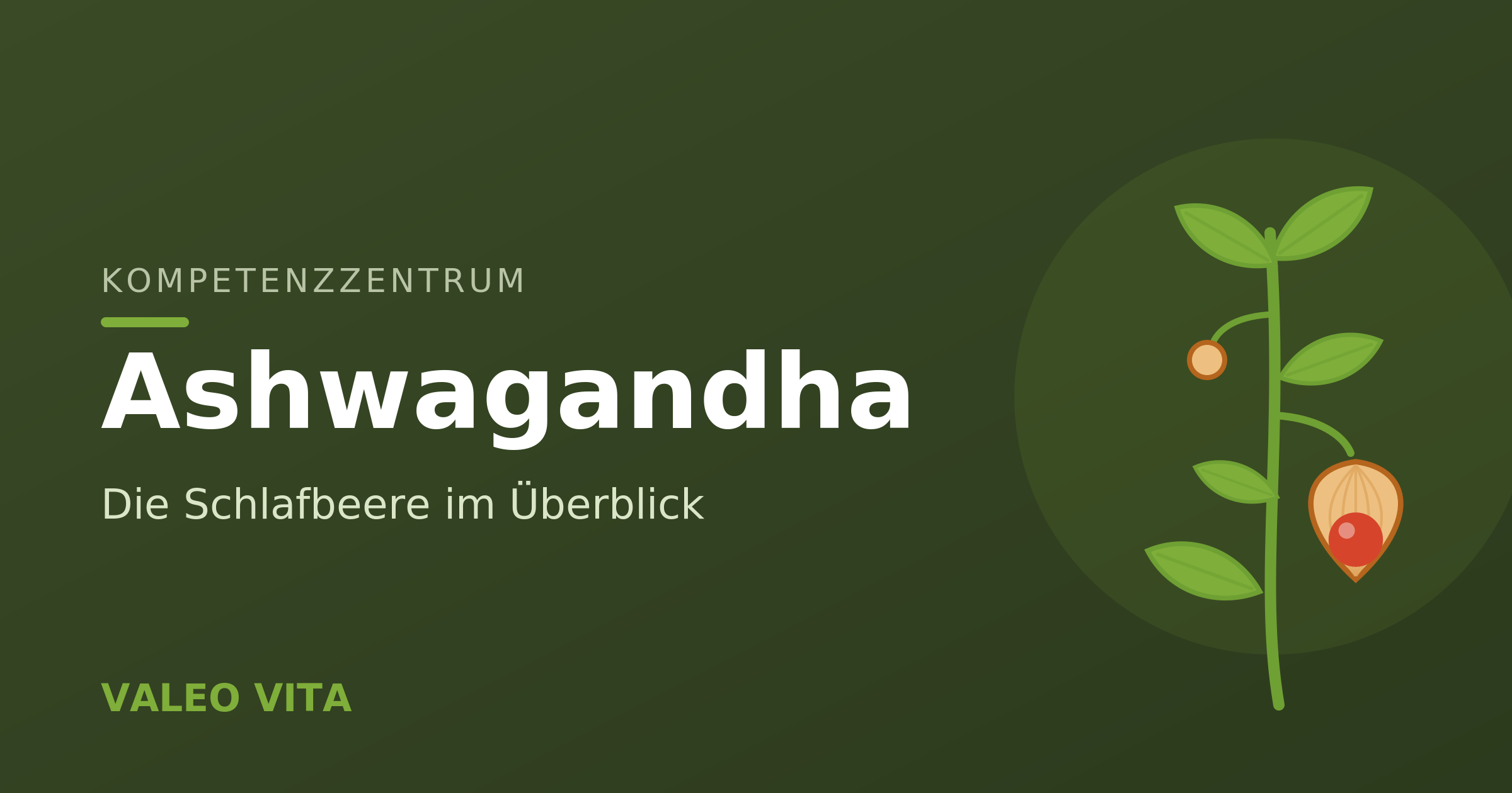 Kompetenzzentrum-Beitragsbild: Ashwagandha, die Schlafbeere