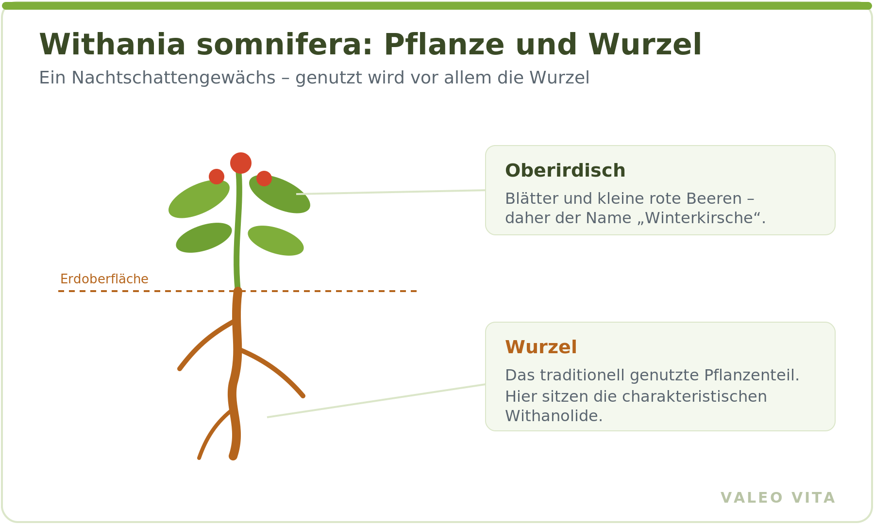Schema der Ashwagandha-Pflanze mit oberirdischen Beeren und genutzter Wurzel