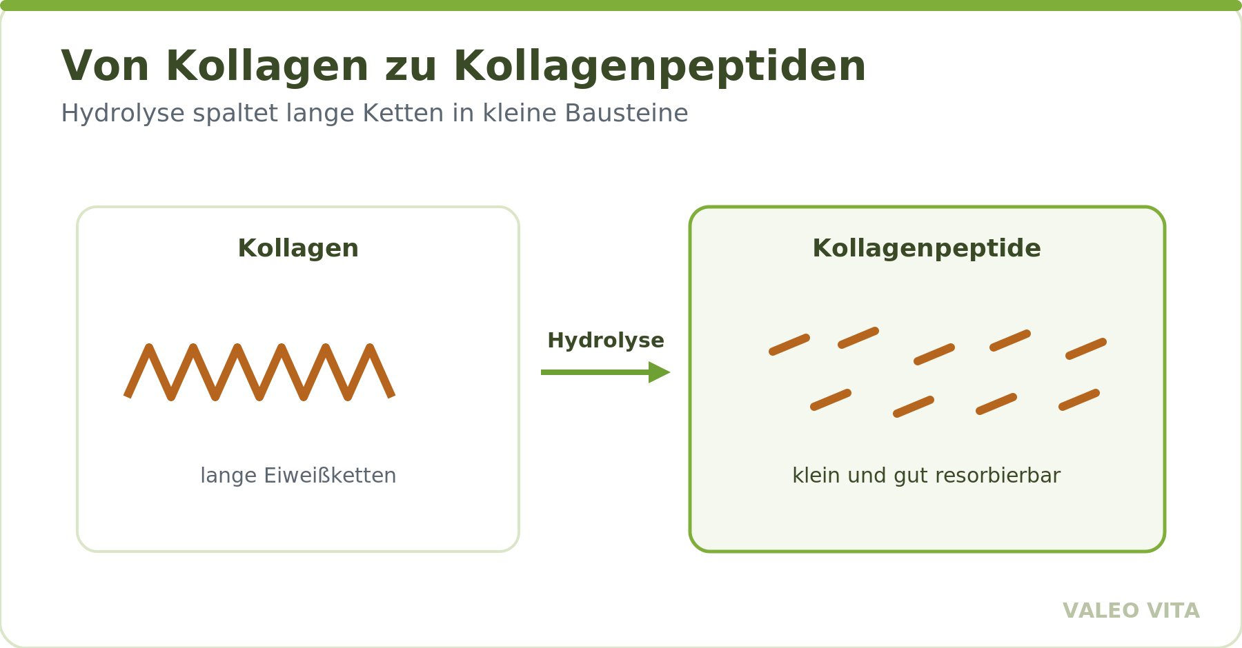 Hydrolyse spaltet langes Kollagen in kleine, gut resorbierbare Kollagenpeptide