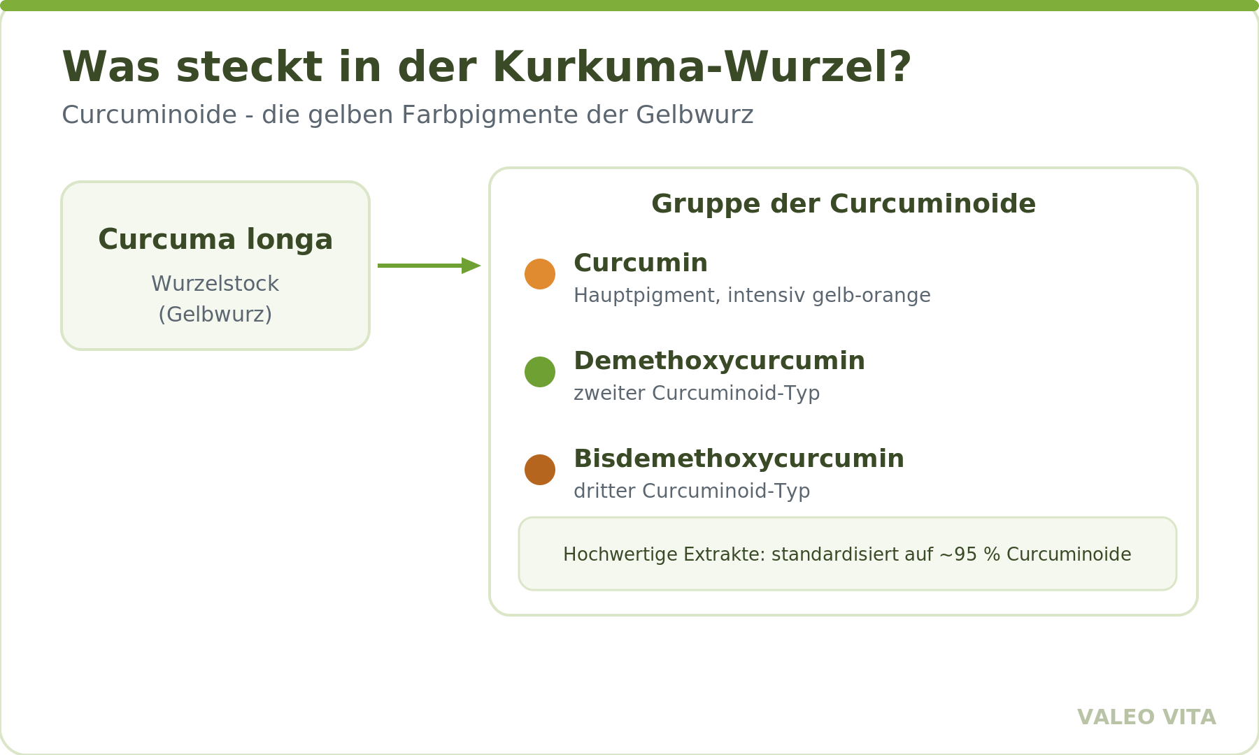 Aufbau der Kurkuma-Wurzel mit den Curcuminoiden Curcumin, Demethoxycurcumin und Bisdemethoxycurcumin