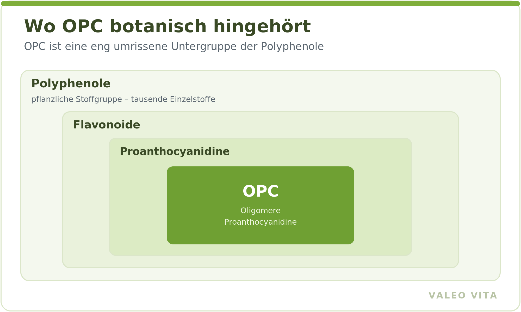 Schaubild: OPC als Untergruppe von Proanthocyanidinen, Flavonoiden und Polyphenolen