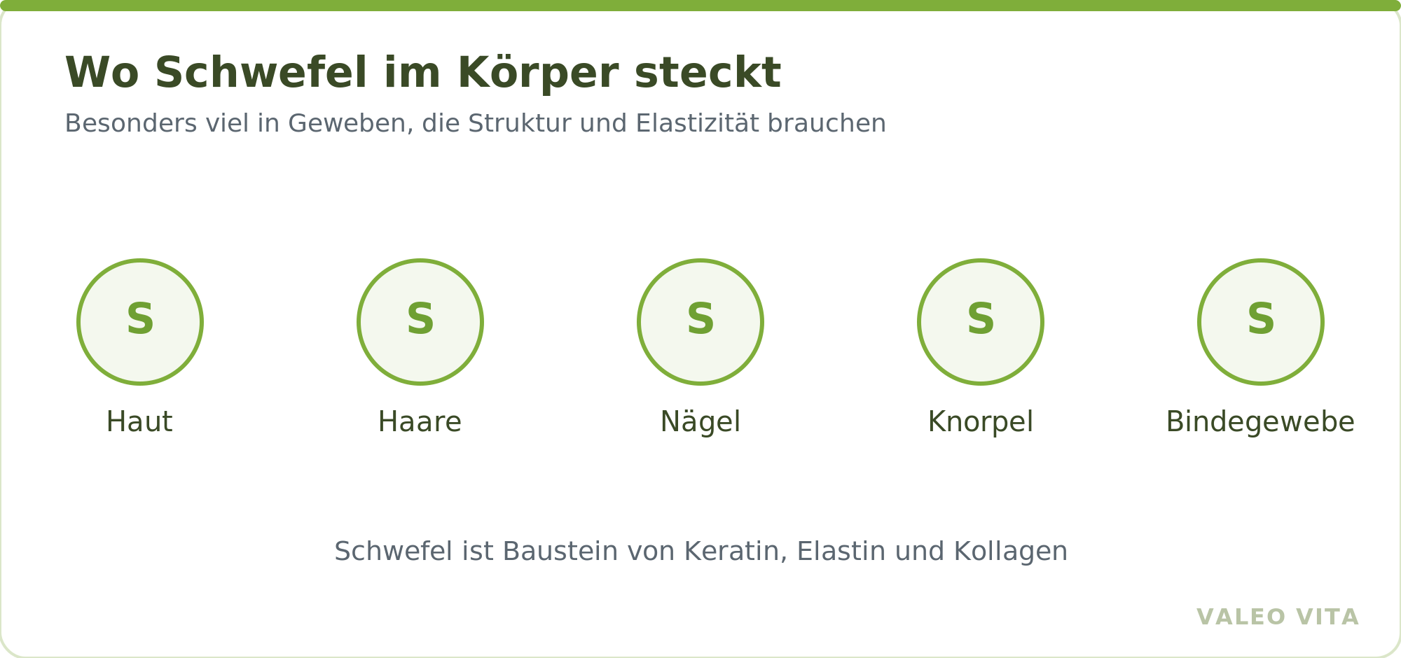 Übersicht wo Schwefel im Körper vorkommt: Haut, Haare, Nägel, Knorpel, Bindegewebe