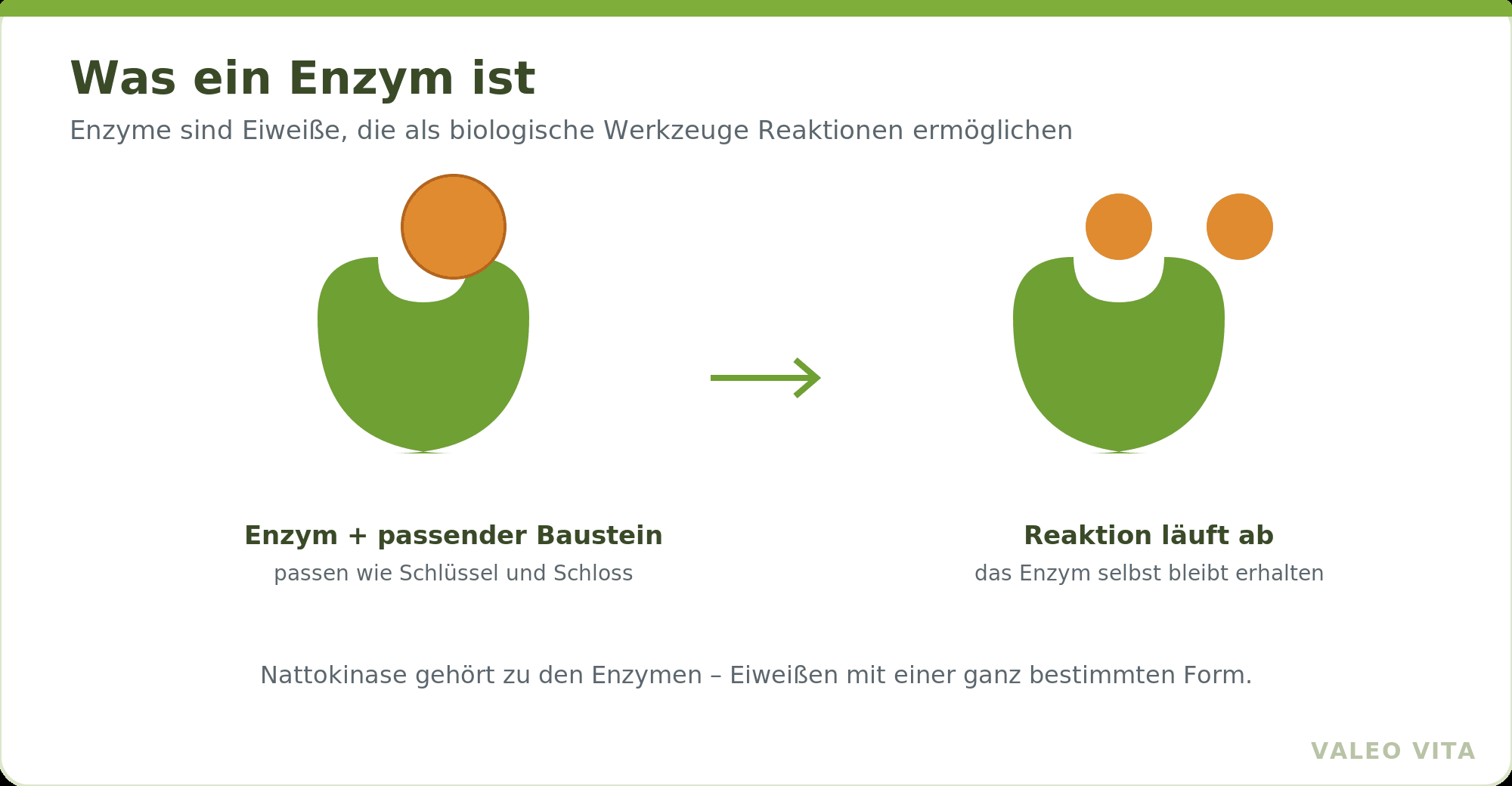 Schema eines Enzyms mit passendem Baustein nach dem Schlüssel-Schloss-Prinzip