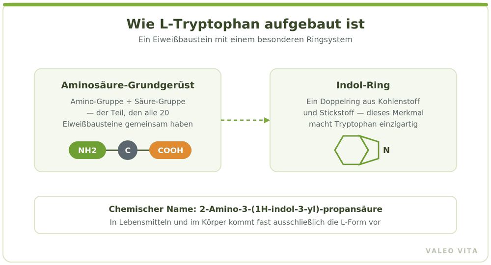 Schema: L-Tryptophan besteht aus einem Aminosäure-Grundgerüst und einem Indol-Ring