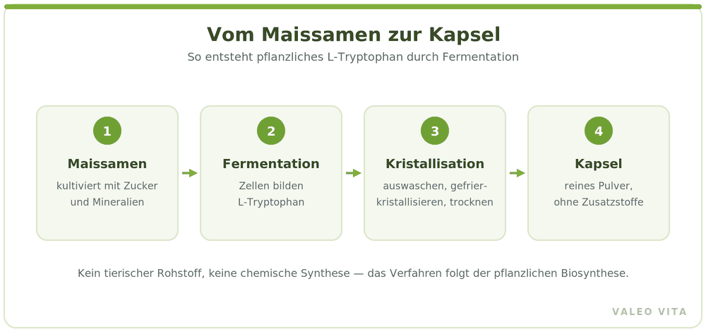 Ablauf in vier Schritten: Maissamen, Fermentation, Kristallisation, Kapsel