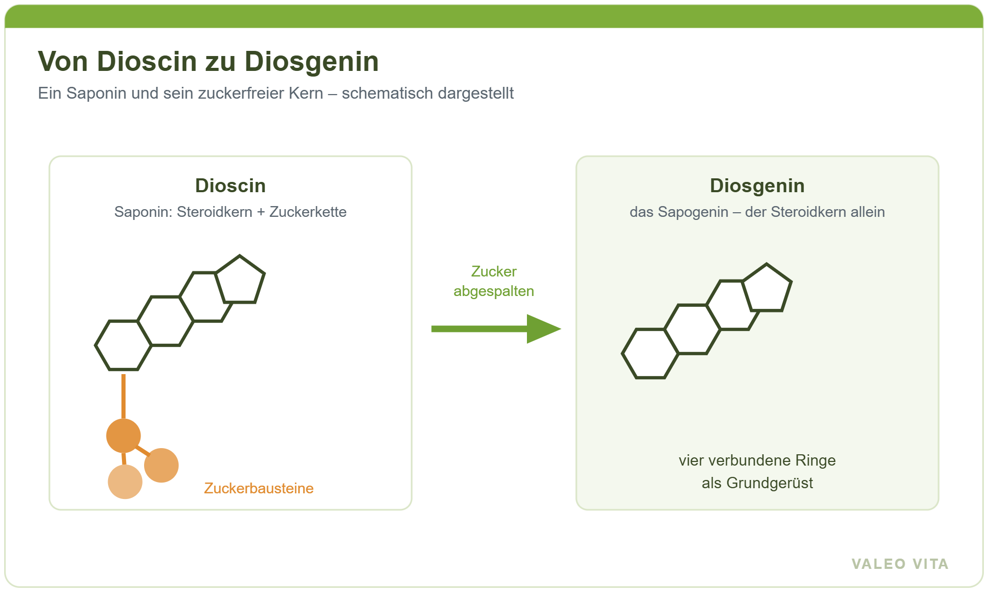 Schema: Dioscin als Saponin mit Zuckerkette und Diosgenin als zuckerfreier Steroidkern
