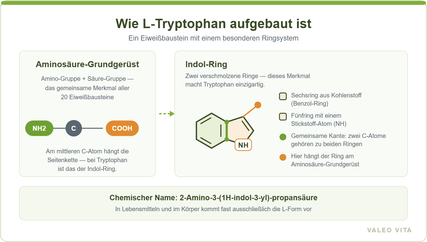 Schema: L-Tryptophan besteht aus einem Aminosäure-Grundgerüst und einem Indol-Ring