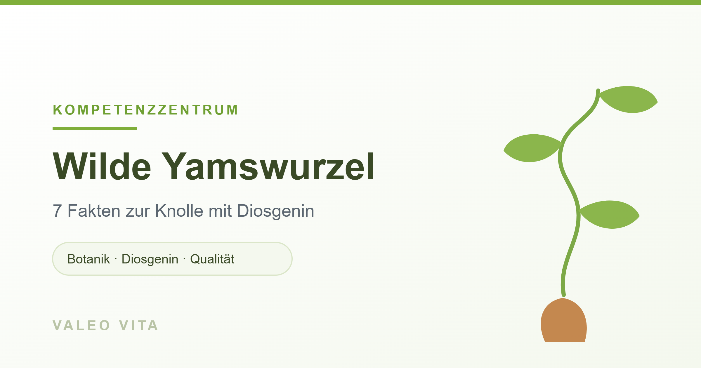 Banner Wilde Yamswurzel: 7 Fakten zur Knolle mit Diosgenin