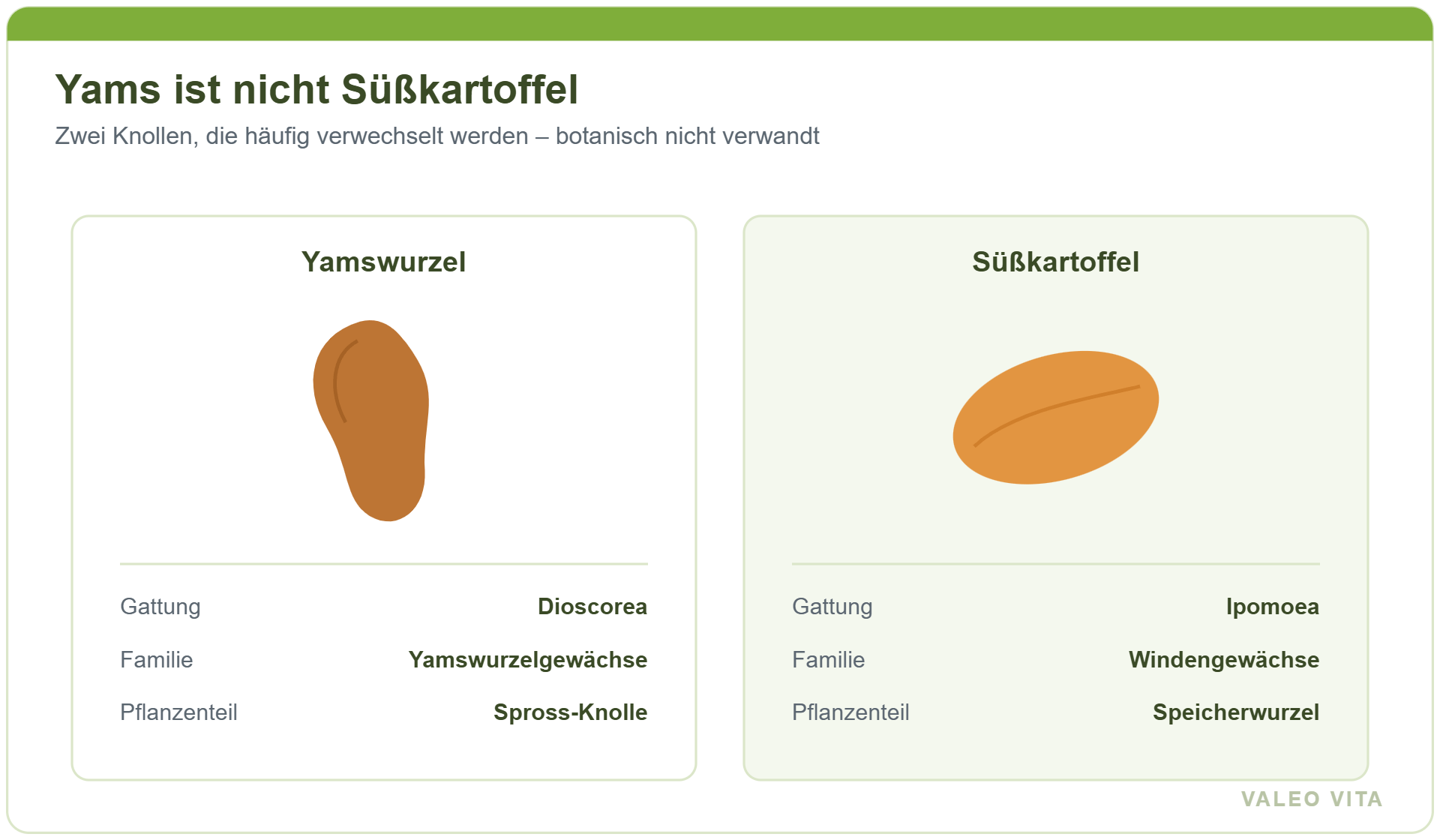 Vergleichsgrafik Yamswurzel und Süßkartoffel mit Gattung, Familie und genutztem Pflanzenteil