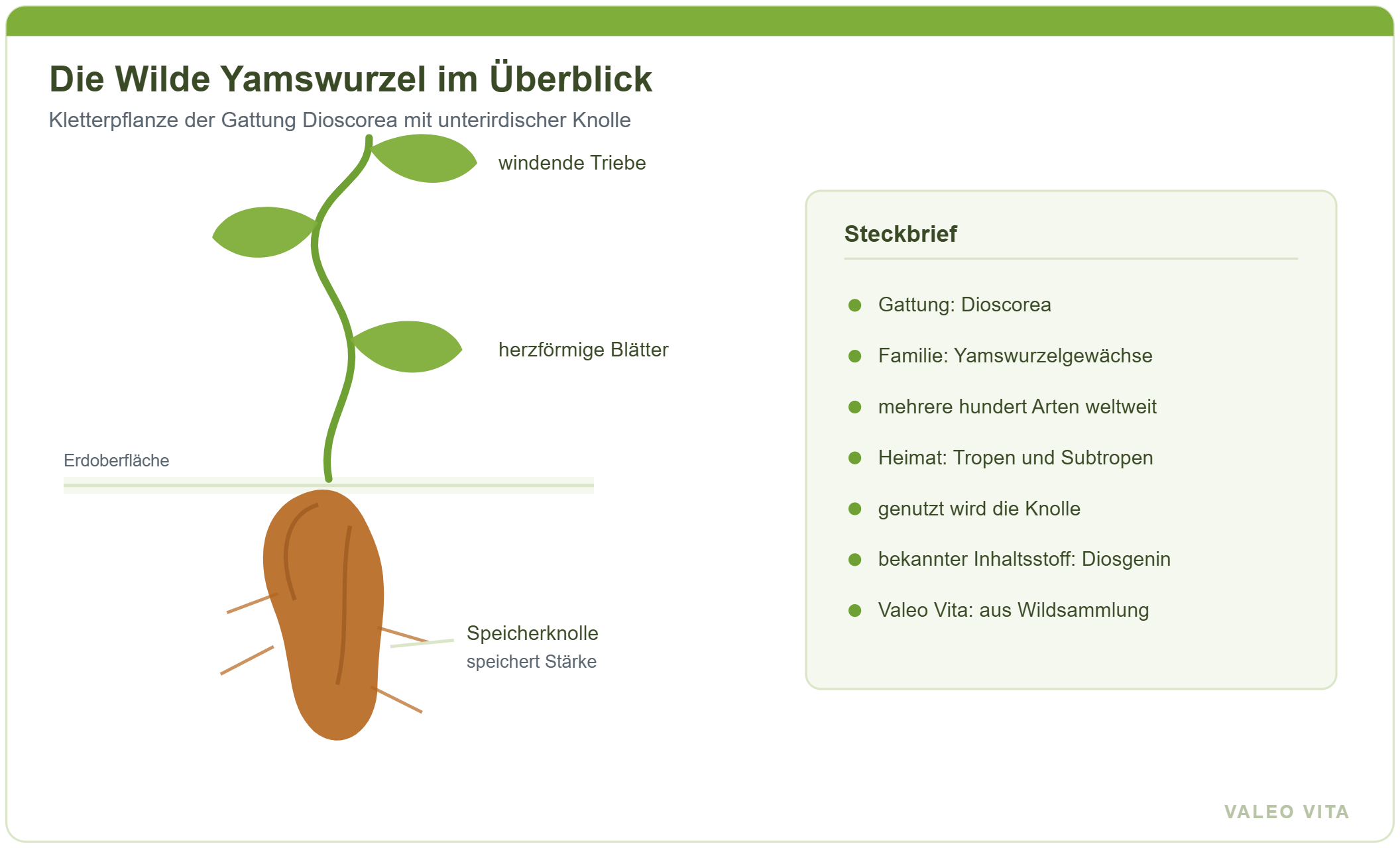 Schema der Yamswurzel: Kletterpflanze mit herzförmigen Blättern und unterirdischer Speicherknolle, daneben ein Steckbrief zur Gattung Dioscorea